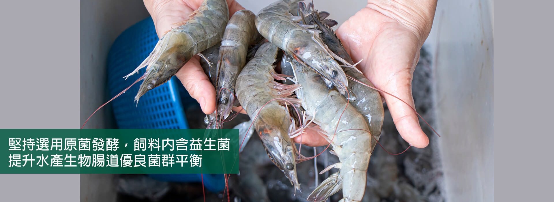 畜產飼料推薦、雞飼料推薦 - 升福生技