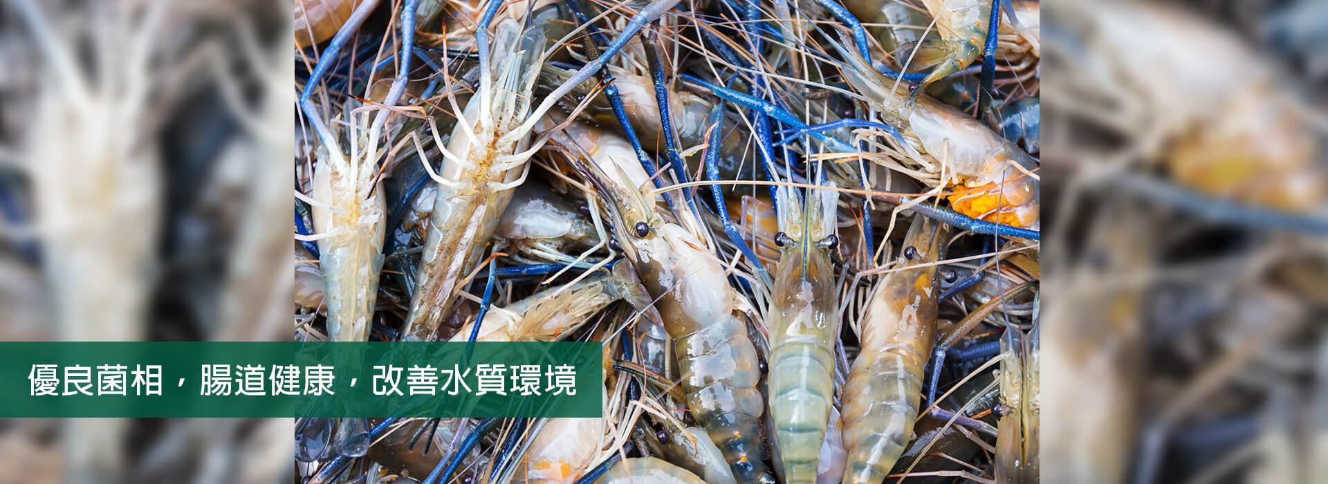 蔬菜肥料推薦 - 升福生技